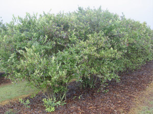 Rabbiteye Blueberry Cultivars bushes in a row